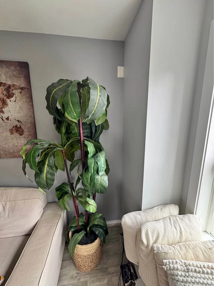 Artificial Dracaena Plant
