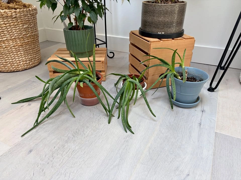 Pretty Aloe Vera plants