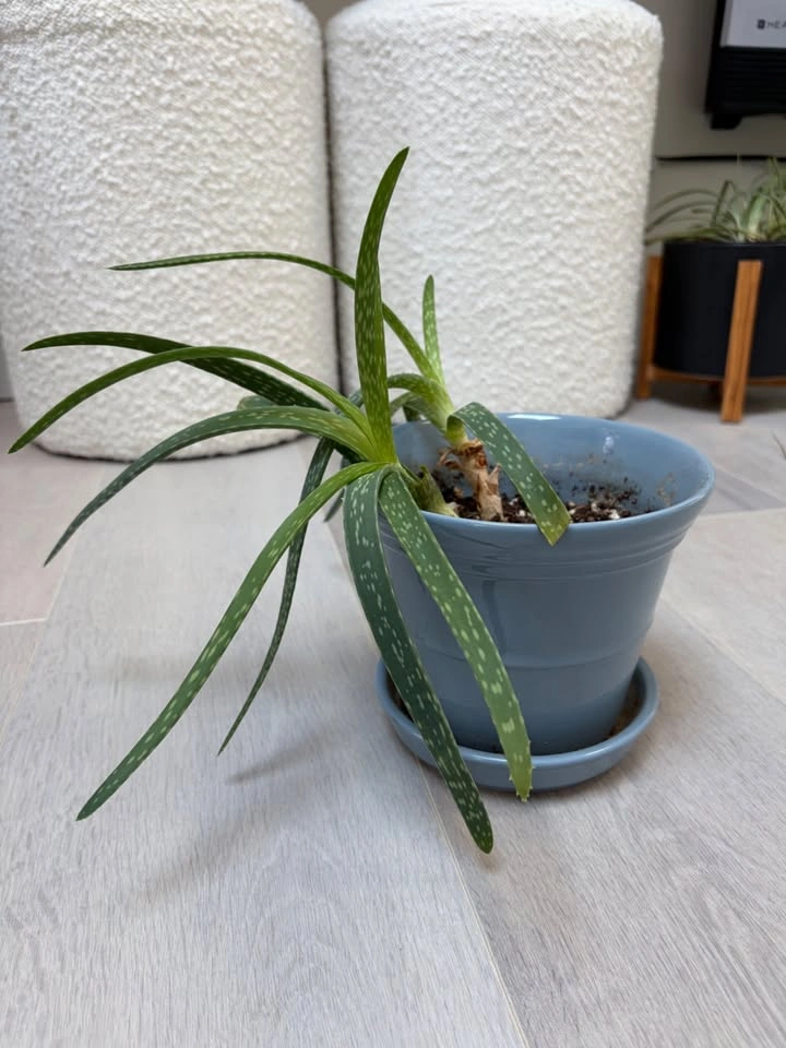 Pretty Aloe Vera plants - photo 2