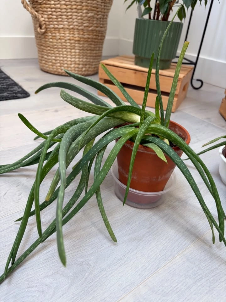 Pretty Aloe Vera plants - photo 3