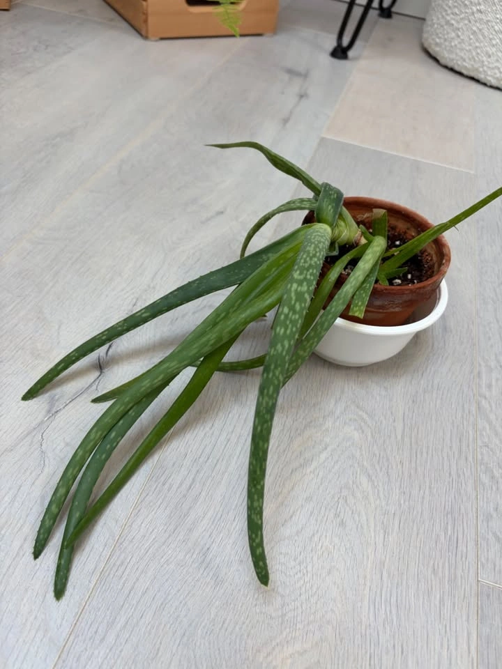 Pretty Aloe Vera plants - photo 4