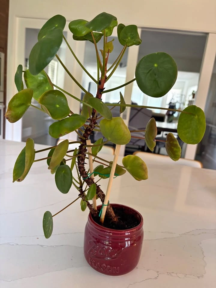 Beautiful Money Plant with baby plant in pot