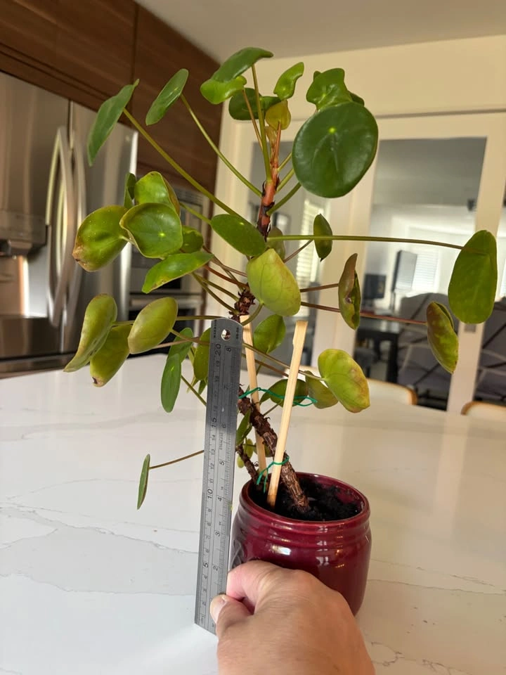 Beautiful Money Plant with baby plant in pot - photo 2