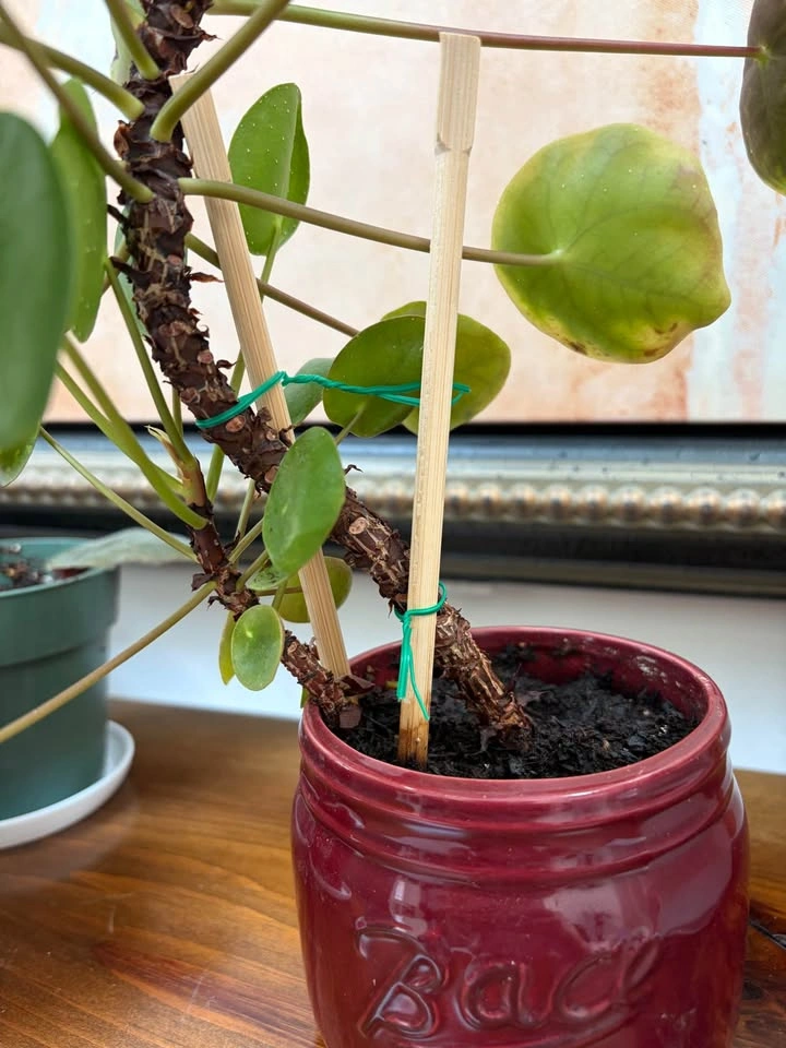 Beautiful Money Plant with baby plant in pot - photo 3