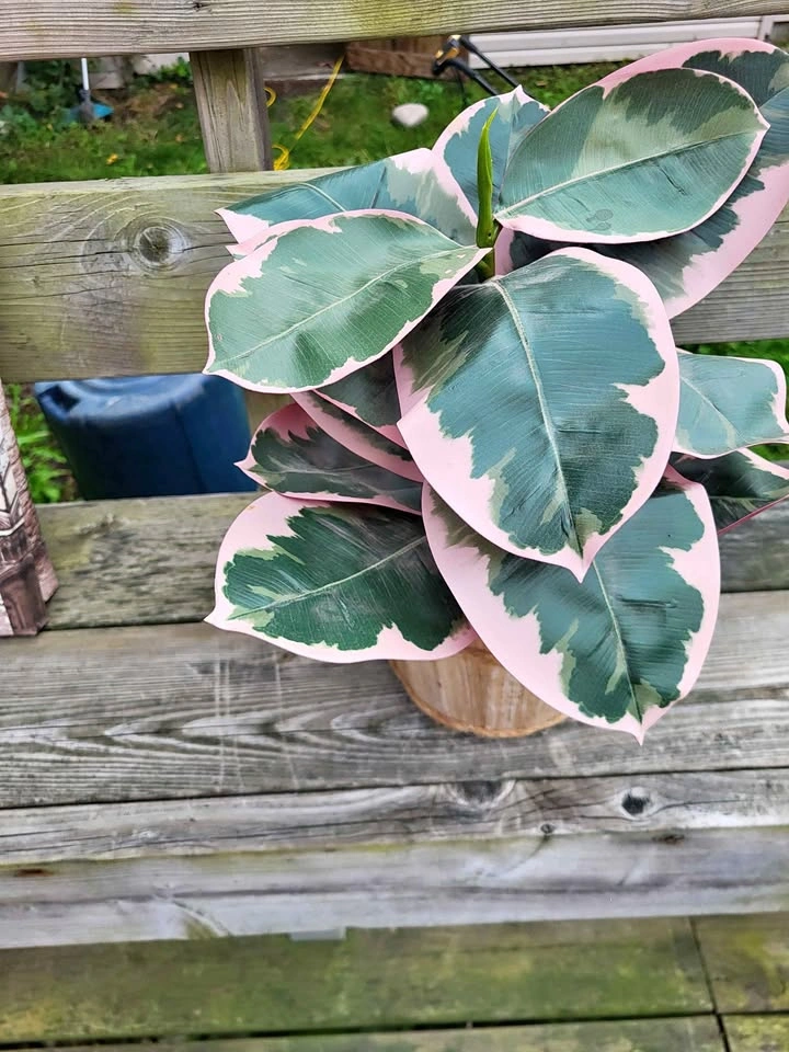 Artificial plants