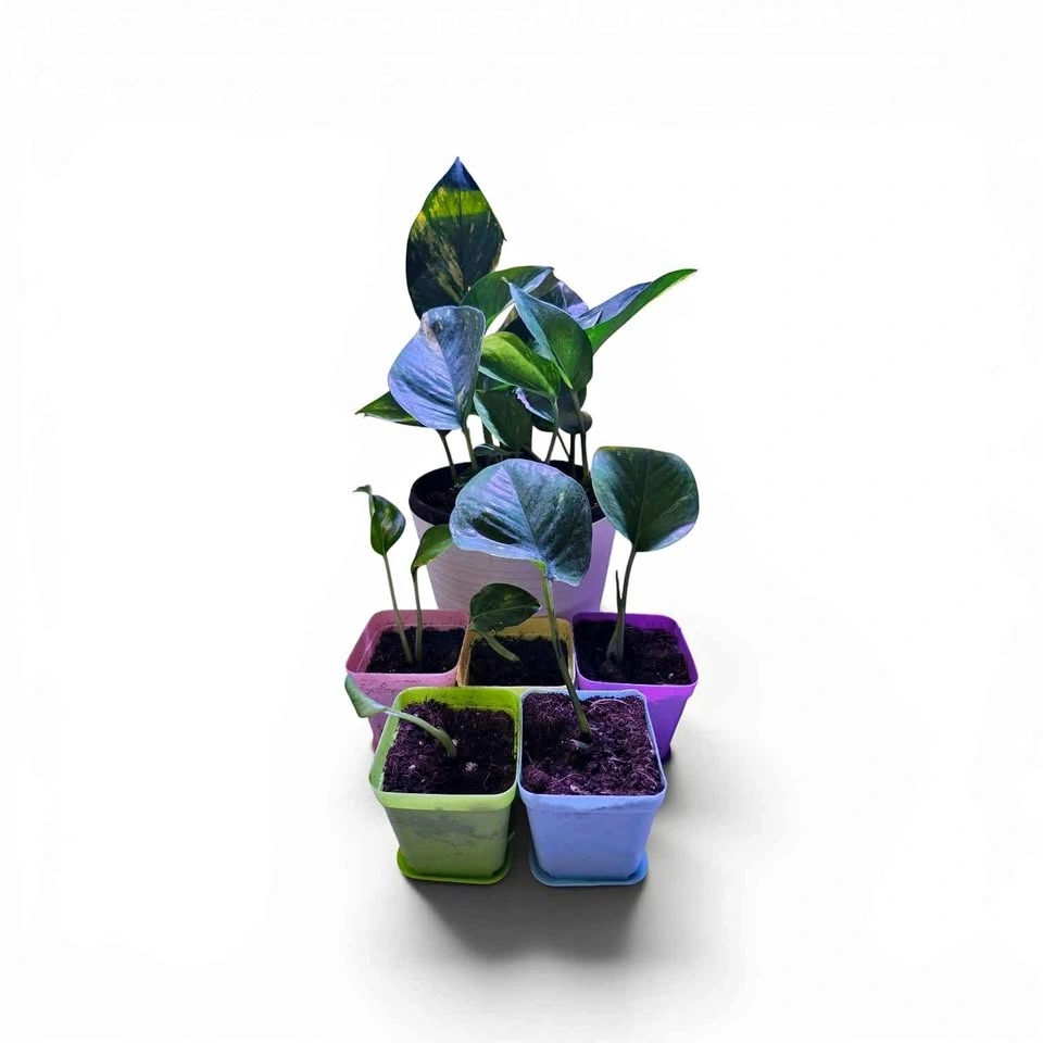 Green Pothos 🪴 Plant/Cutting in pot