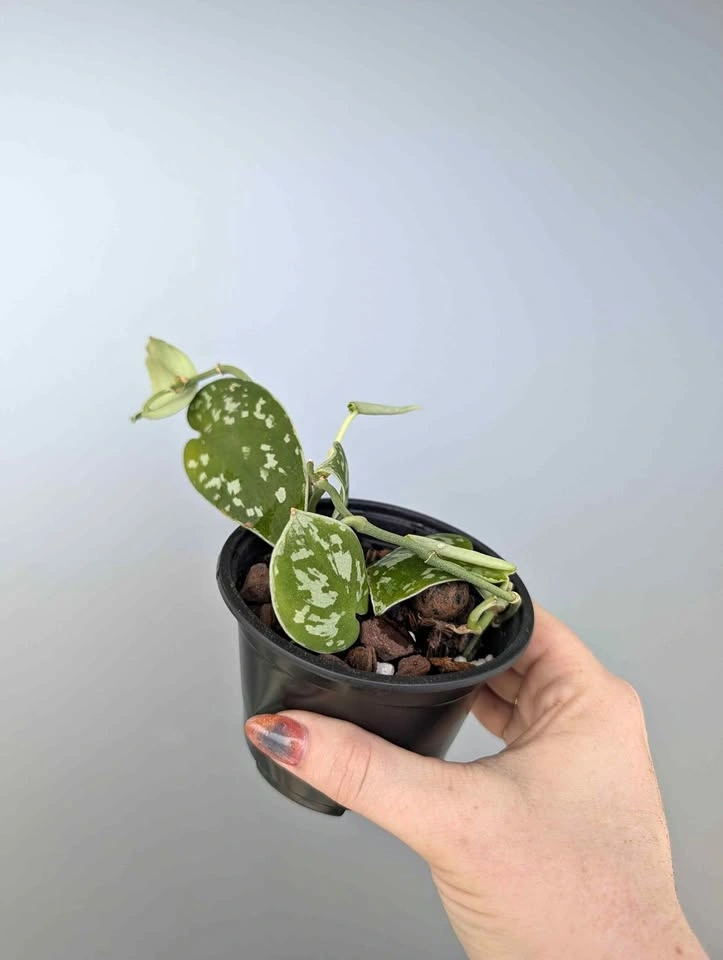 Scindapsus 'silvery ann' plants