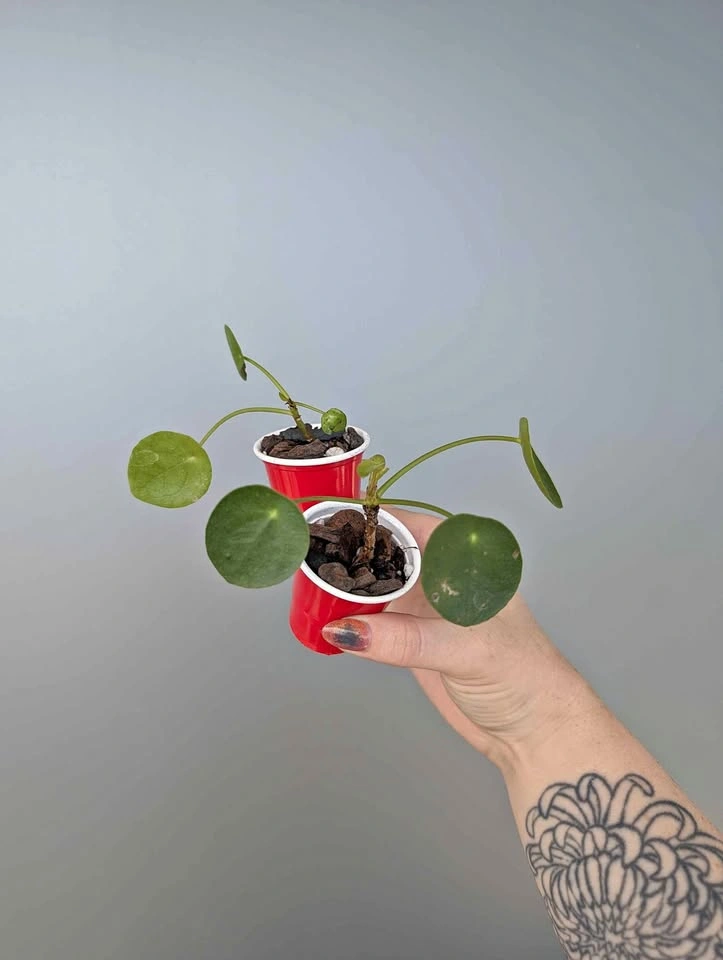 Tiny pilea plants