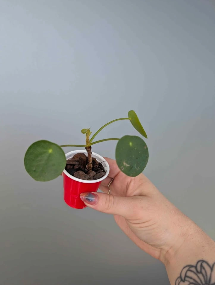 Tiny pilea plants - photo 2