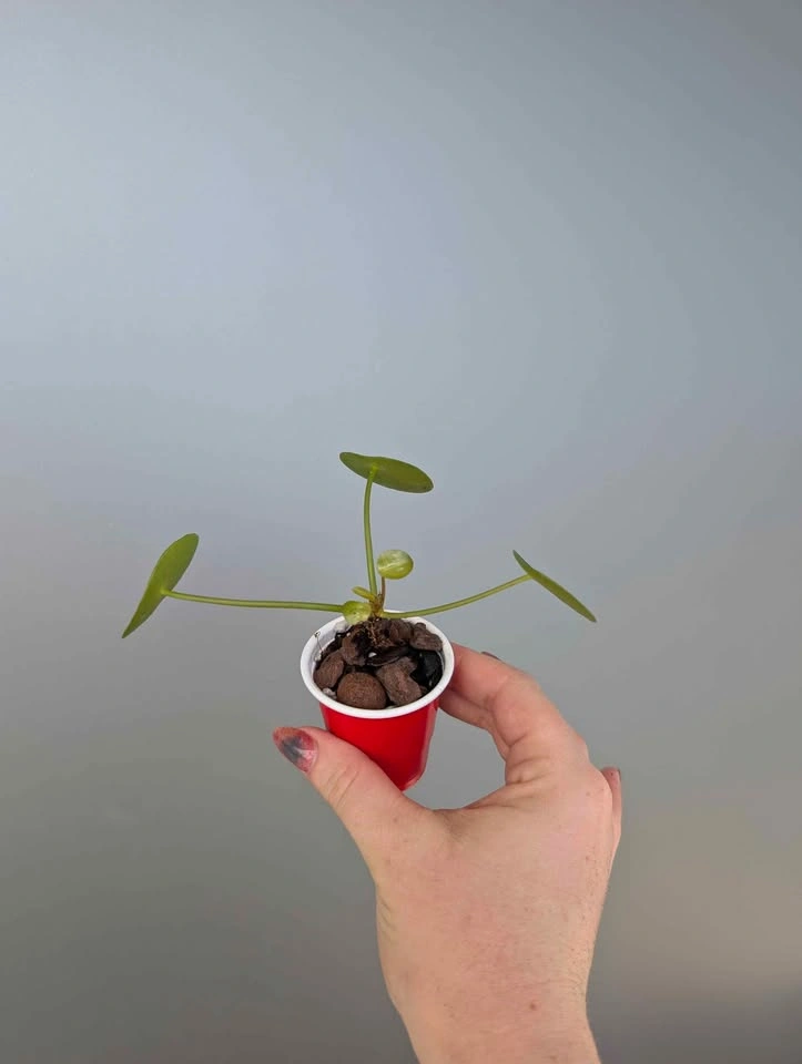 Tiny pilea plants - photo 3