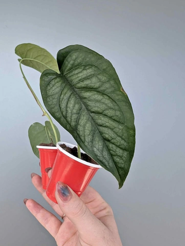 Monstera siltepecana plants