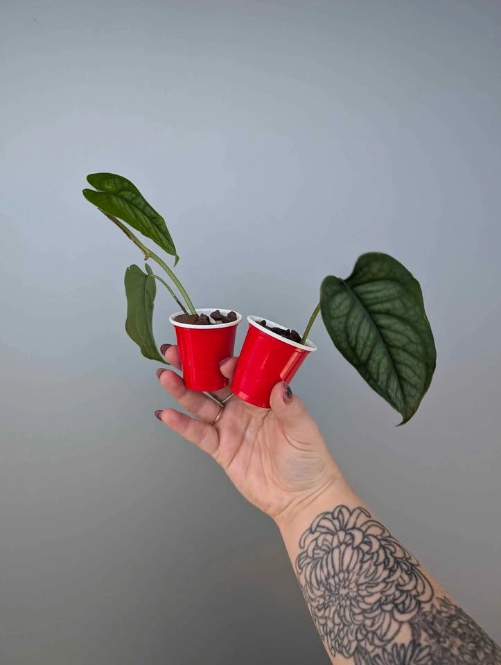 Monstera siltepecana plants - photo 2