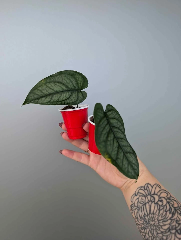 Monstera siltepecana plants - photo 3