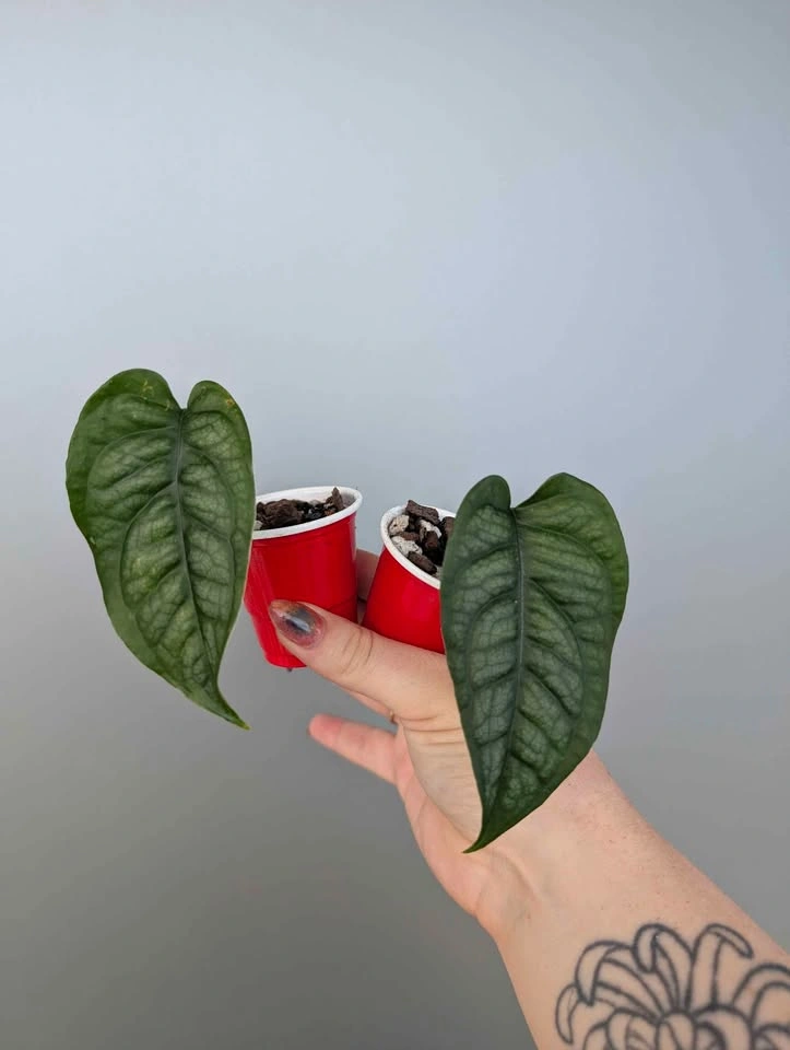 Monstera siltepecana plants - photo 4