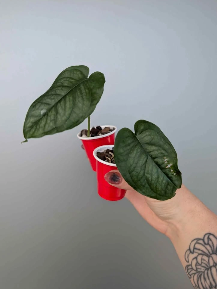 Monstera siltepecana plants - photo 5