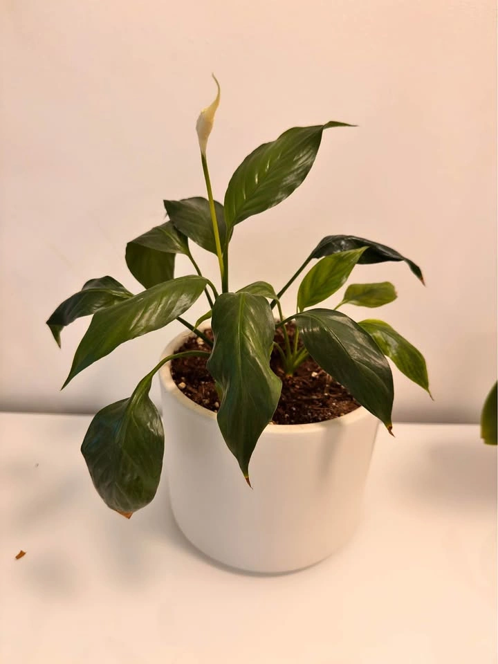 Peace Lily in White Ceramic Pot