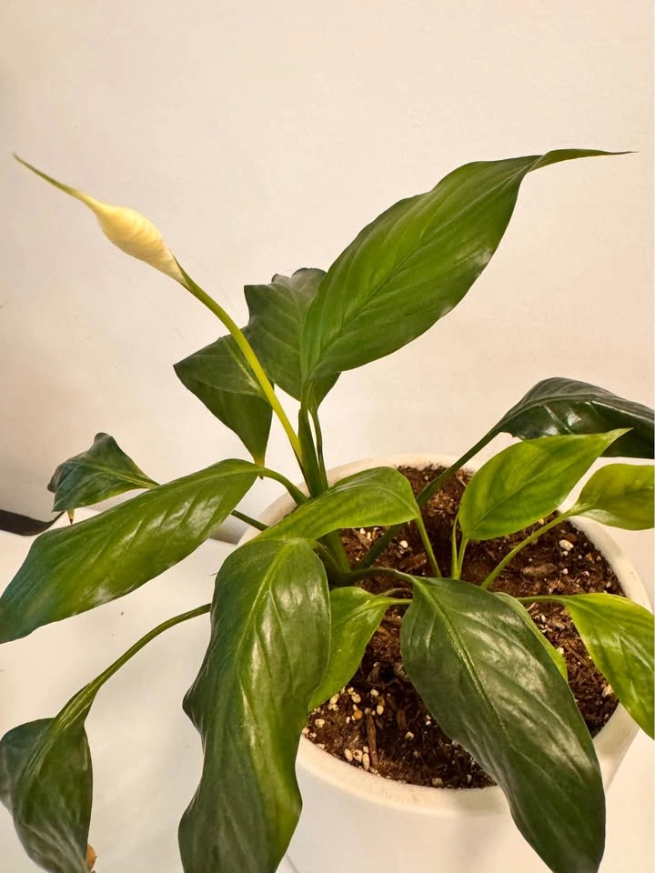 Peace Lily in White Ceramic Pot - photo 2