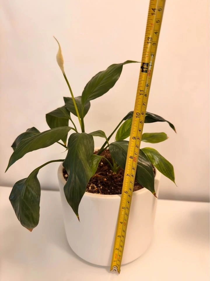 Peace Lily in White Ceramic Pot - photo 3