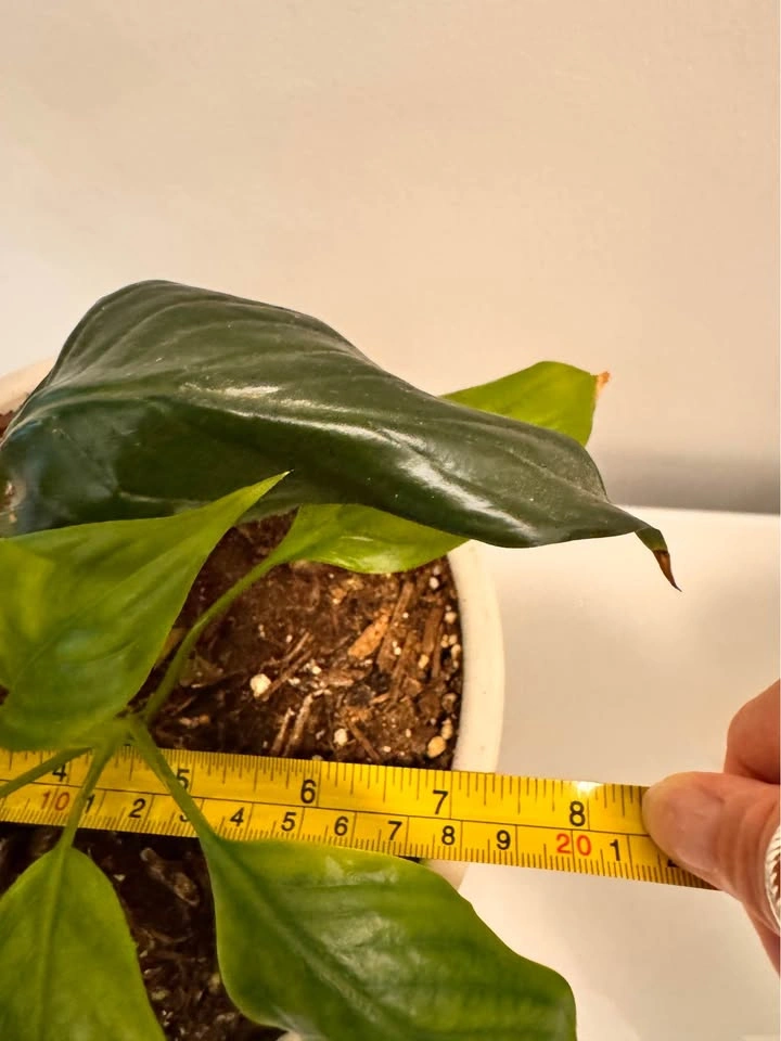 Peace Lily in White Ceramic Pot - photo 4