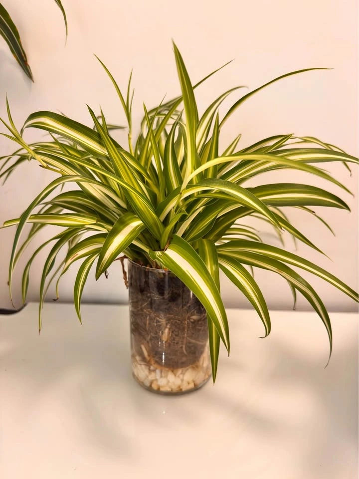 Spider Plant in Glass Planter