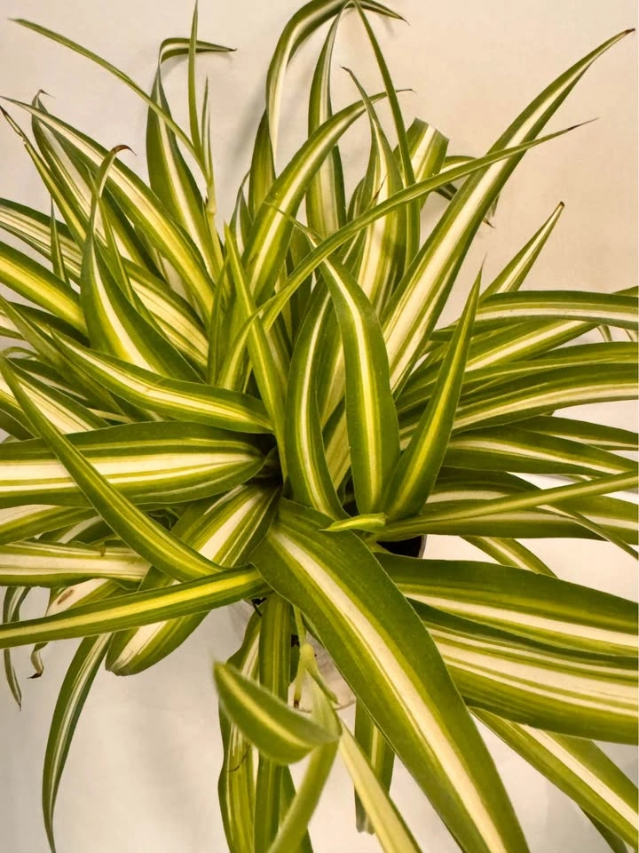 Spider Plant in Glass Planter - photo 2