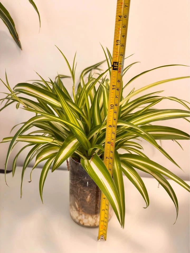 Spider Plant in Glass Planter - photo 3