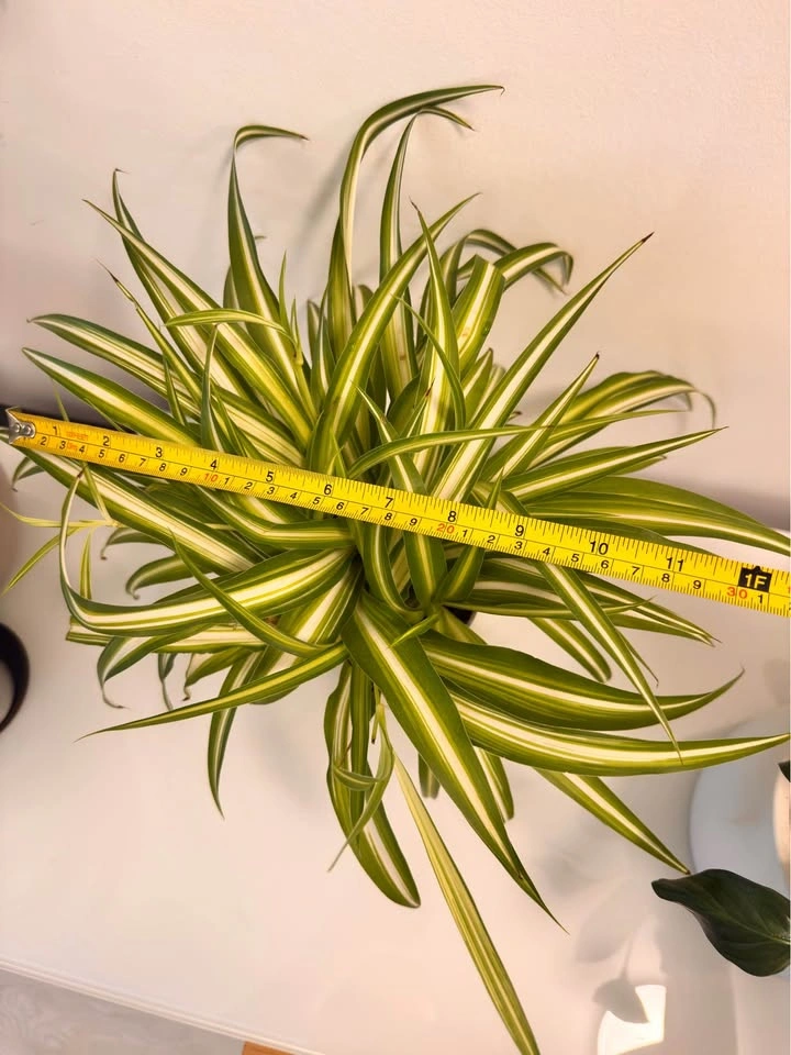 Spider Plant in Glass Planter - photo 4