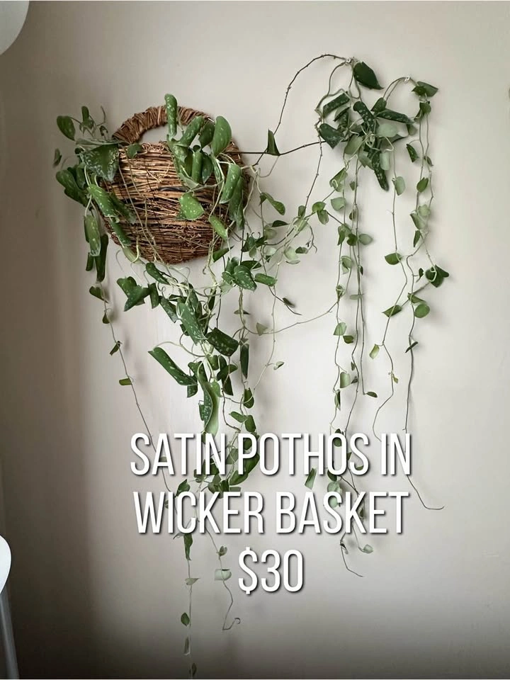 Beginner friendly houseplants - photo 2