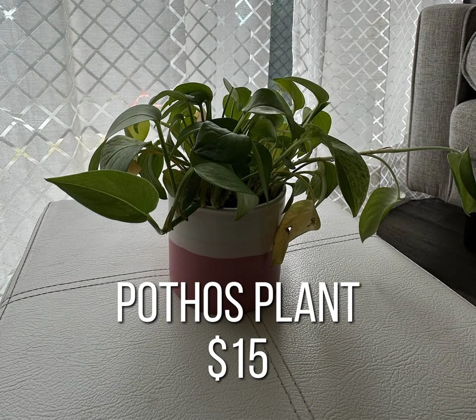 Beginner friendly houseplants - photo 3