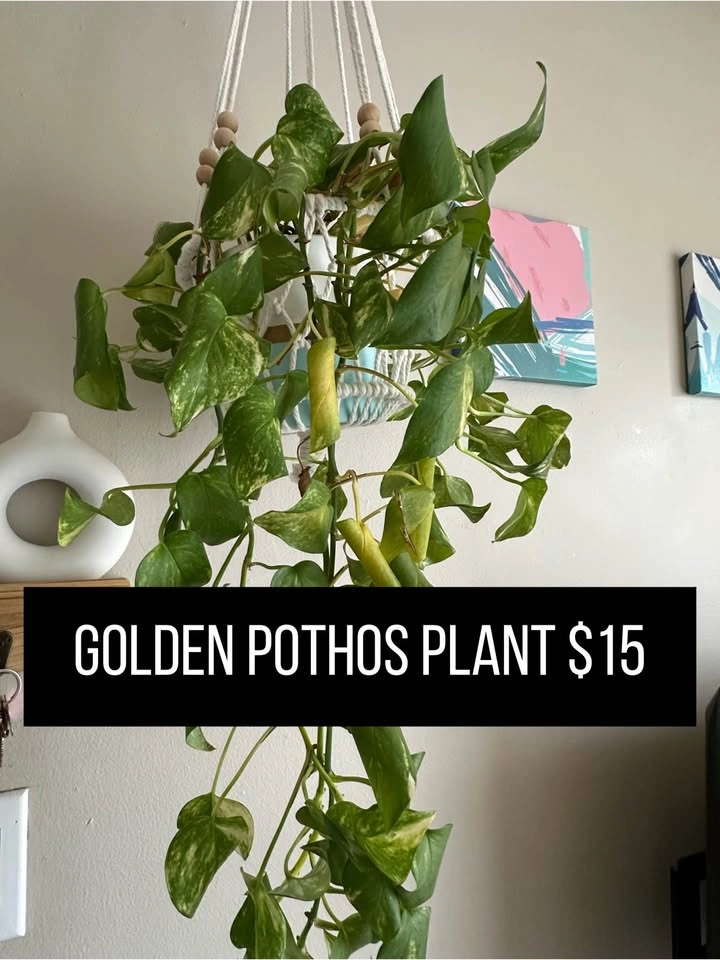 Beginner friendly houseplants - photo 5