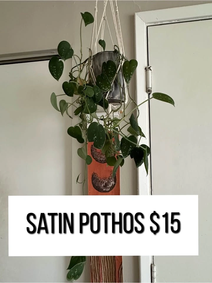 Beginner friendly houseplants - photo 4