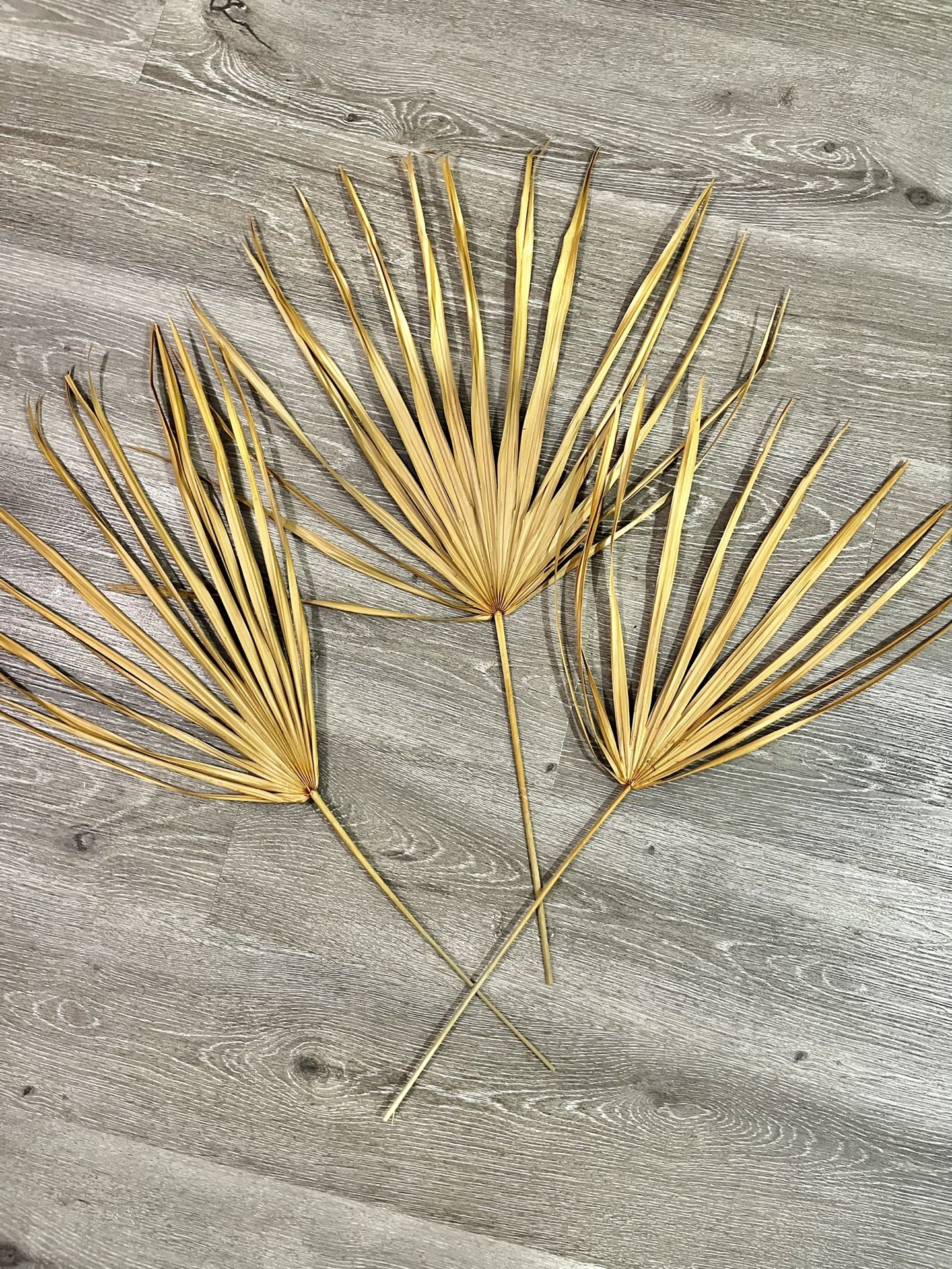 Set Of 3 Palmetto Leaves