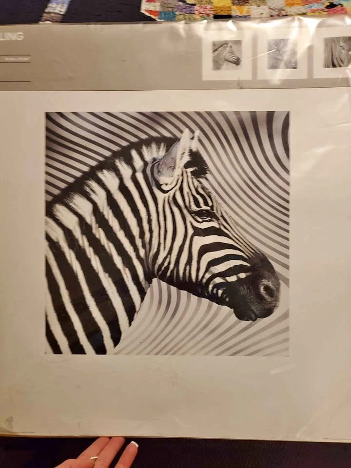 IKEA TRILLING Zebra Art Prints Set of 3