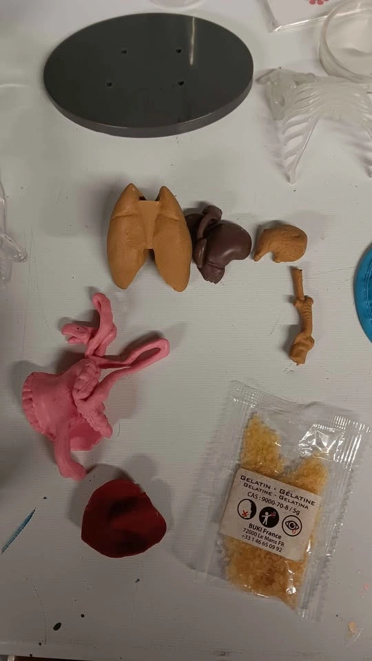 Buki France Human Body Science Kit - photo 5