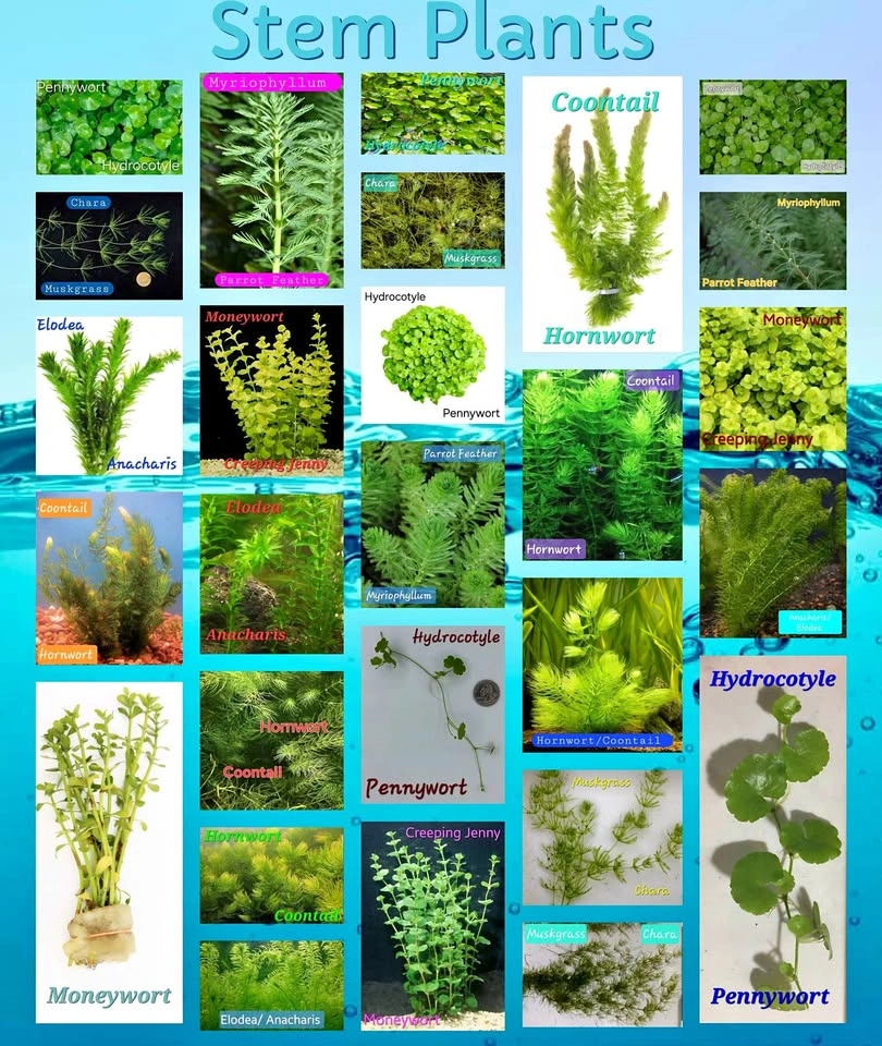 Aquarium Tank, Pond Plants & Other Items