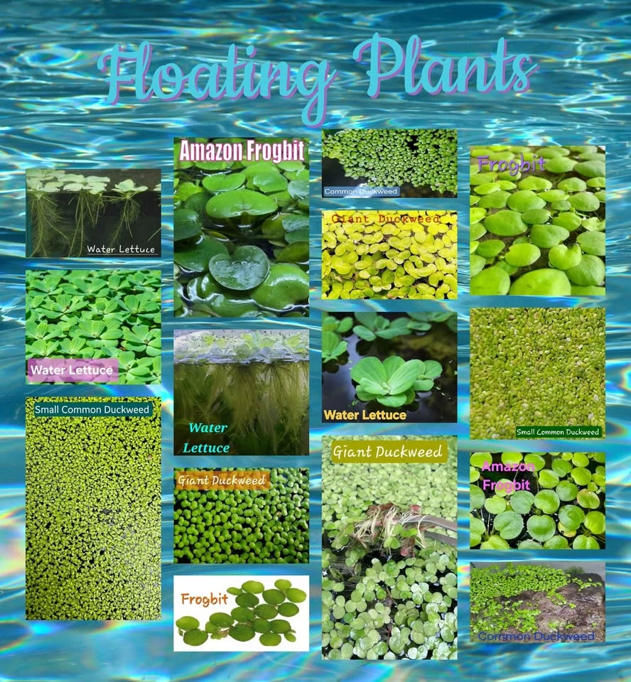 Aquarium Tank, Pond Plants & Other Items - photo 2