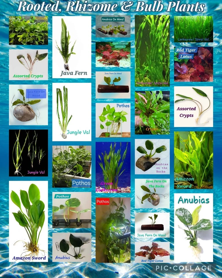 Aquarium Tank, Pond Plants & Other Items - photo 3
