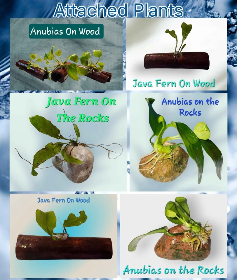 Aquarium Tank, Pond Plants & Other Items - photo 5