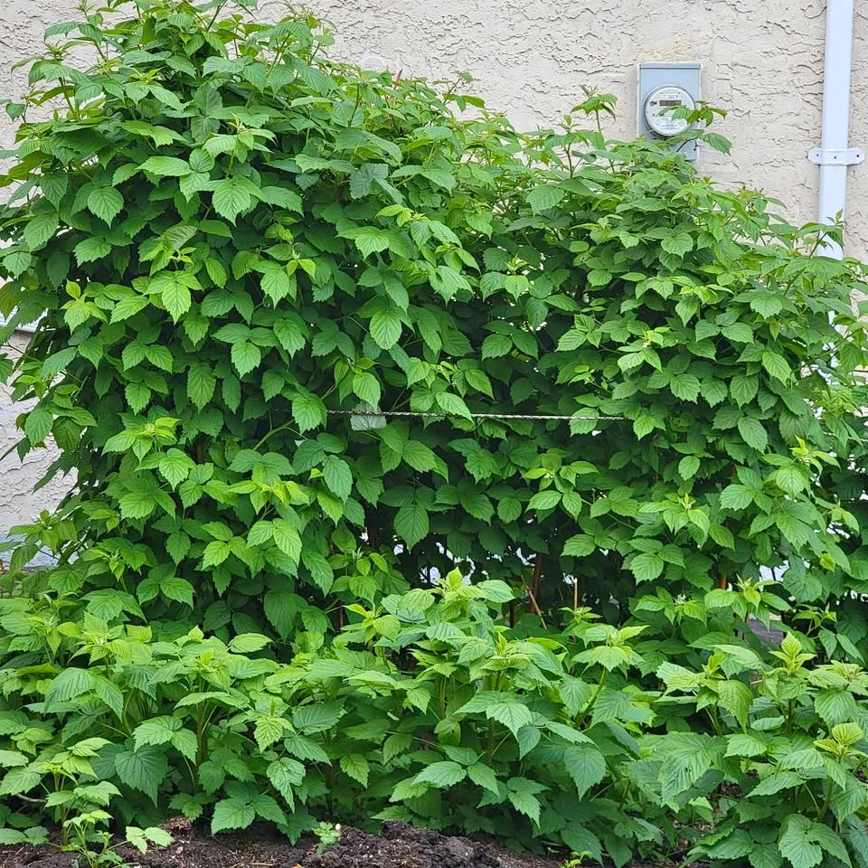 Organic Red Raspberry Starter Plants