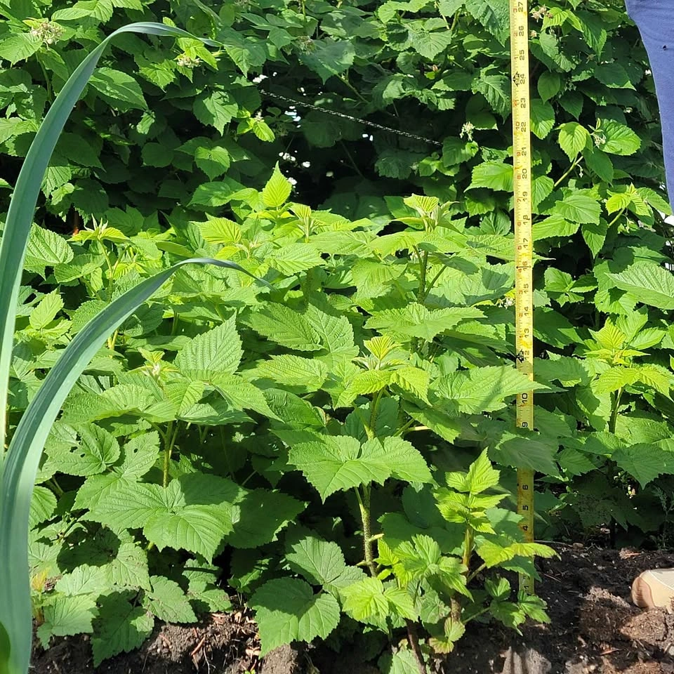 Organic Red Raspberry Starter Plants - photo 2
