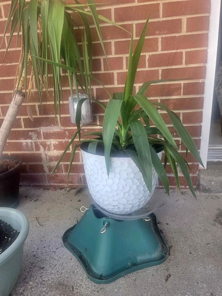 Healthy Plant with White Pot