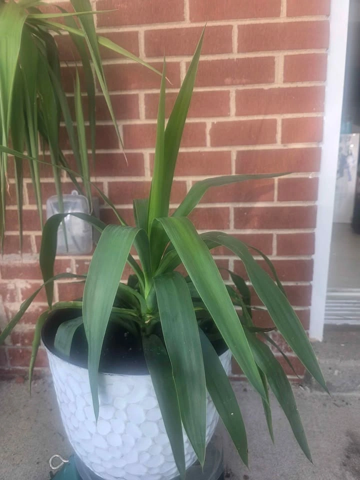 Healthy Plant with White Pot - photo 2