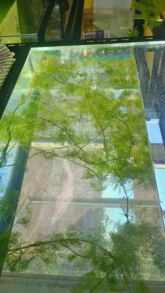 Hornwort Live Aquarium Plant