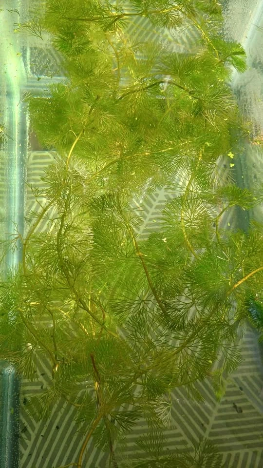 Hornwort Live Aquarium Plant - photo 2