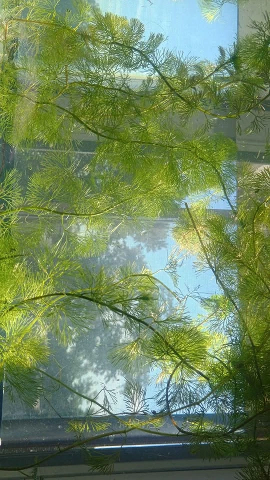 Hornwort Live Aquarium Plant - photo 3
