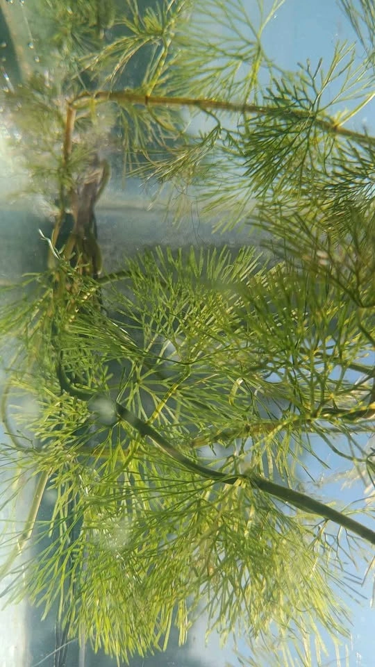 Hornwort Live Aquarium Plant - photo 4