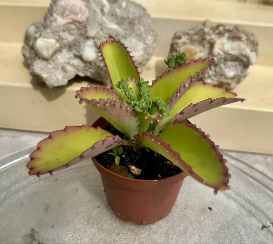 Mother of Thousands Kalanchoe Succulent Plant