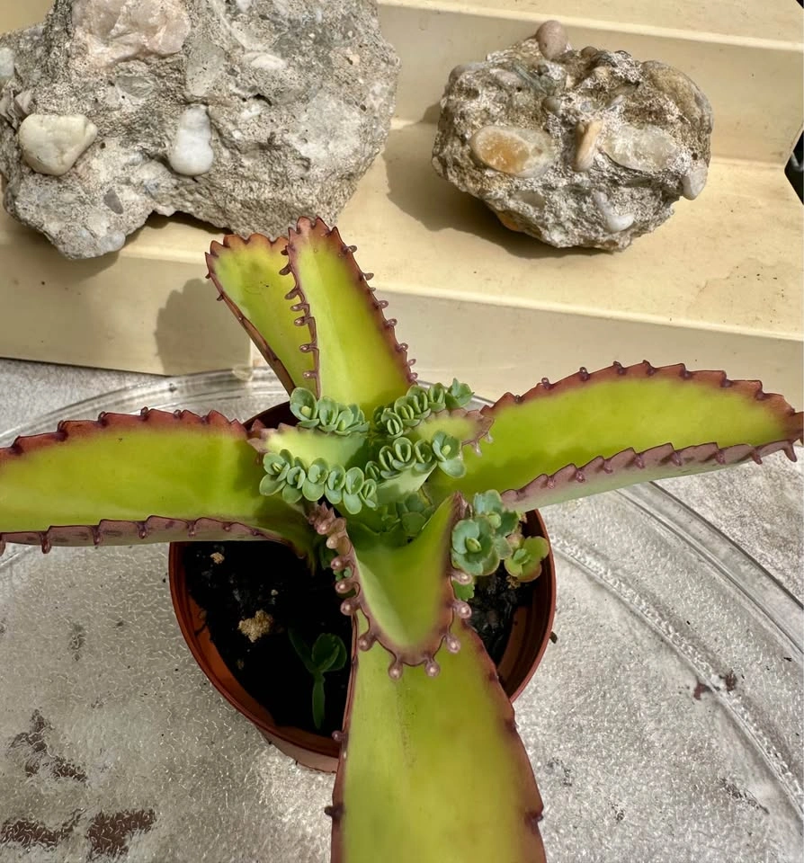 Mother of Thousands Kalanchoe Succulent Plant - photo 2