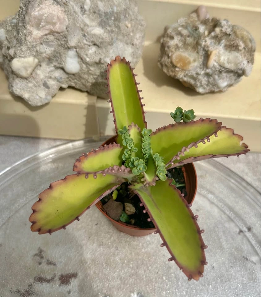 Mother of Thousands Kalanchoe Succulent Plant - photo 3