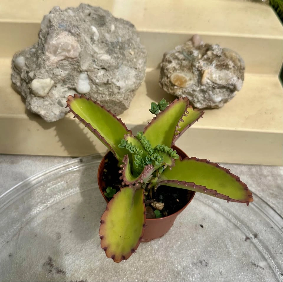 Mother of Thousands Kalanchoe Succulent Plant - photo 4